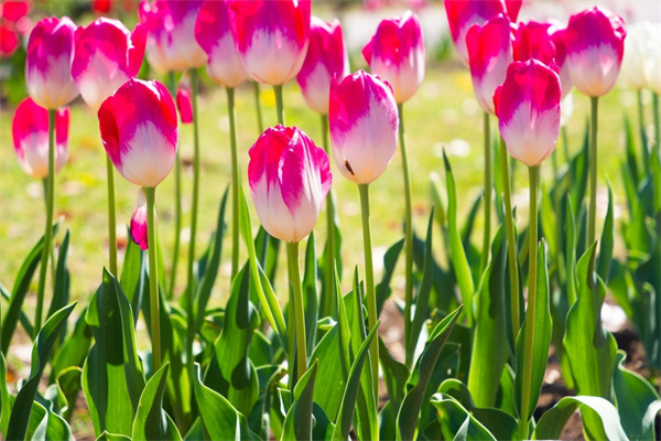 盆栽竹子(盆栽竹子需要什么土壤)