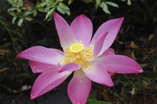 盆栽缸(盆栽缸怎么處理)