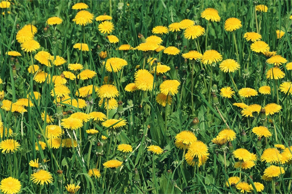 萬州盆景花卉市場(chǎng)(萬州盆景花卉市場(chǎng)地址)