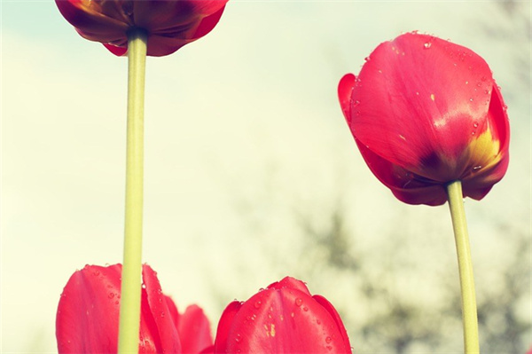 小盆栽迷你植物(迷你小盆栽可愛植物)