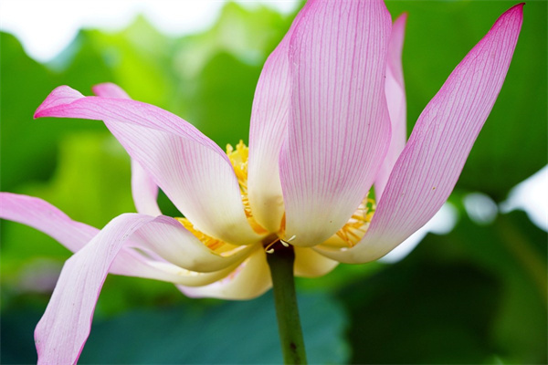 耐熱耐寒綠植(耐熱又耐寒好養(yǎng)活的家中綠植)