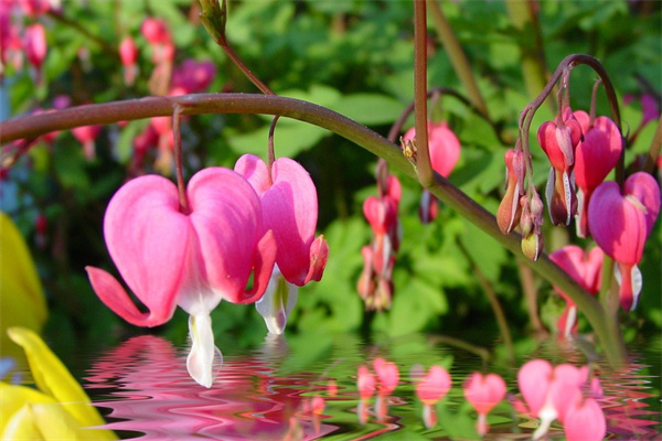 客廳玄關(guān)放什么綠植(客廳玄關(guān)放什么花招財(cái))