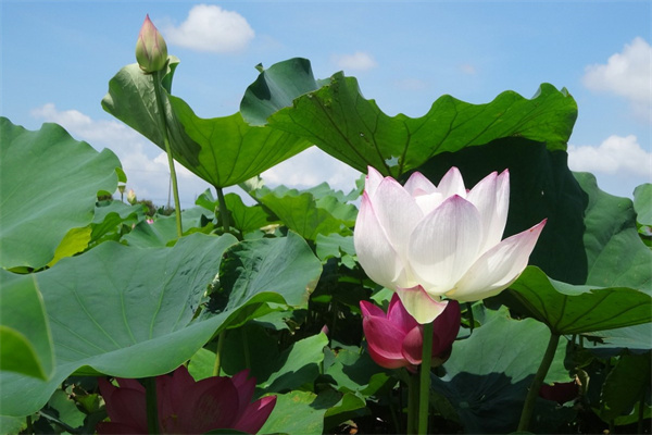 盆栽報(bào)價(jià)(盆栽盆子的價(jià)格)