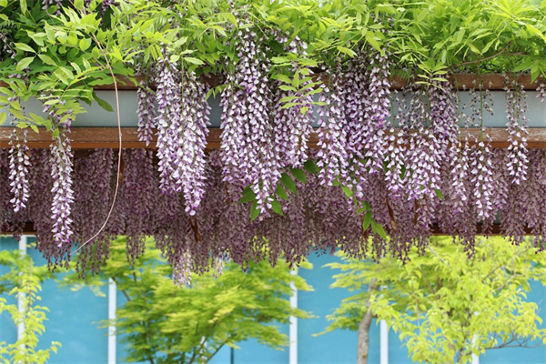 好養(yǎng)的花卉綠植大全(好養(yǎng)的花卉綠植大全圖片)