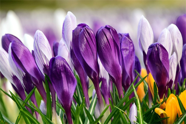 迎接出獄的人送什么花(出獄送什么花吉利)