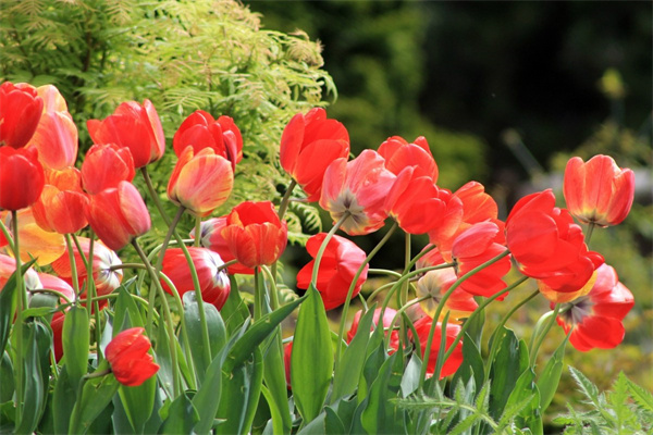 玫瑰花語是什么意思(淺談各色玫瑰的寓意)