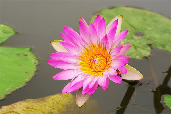 盆栽植物有哪些種類(盆栽植物有哪些種類名稱)