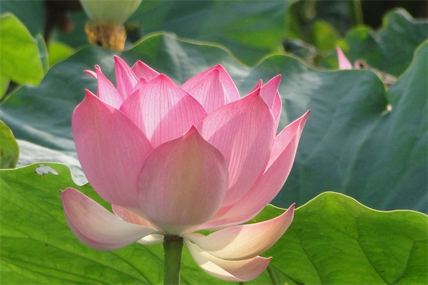 東營綠植花卉市場(chǎng)(東營花卉市場(chǎng)批發(fā)在哪里)