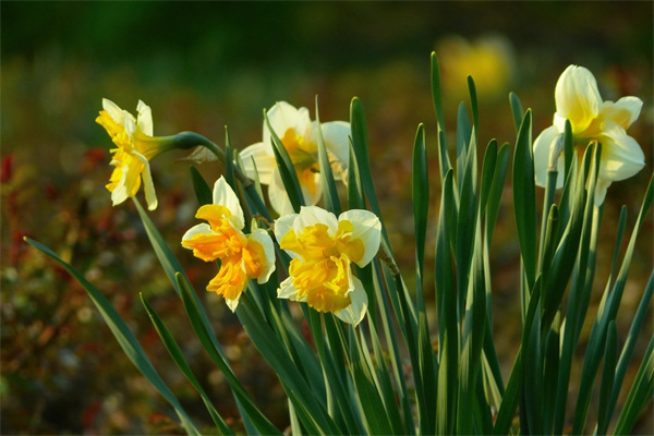 蓮瓣粉荷蘭花價(jià)格(蓮瓣粉荷特征)