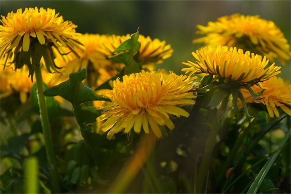 黃瓜種植技術(shù)與管理（種黃瓜的方法和步驟）