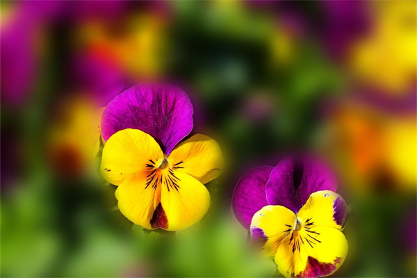 好養(yǎng)活室內(nèi)大型綠植(最好養(yǎng)的室內(nèi)大型綠植)