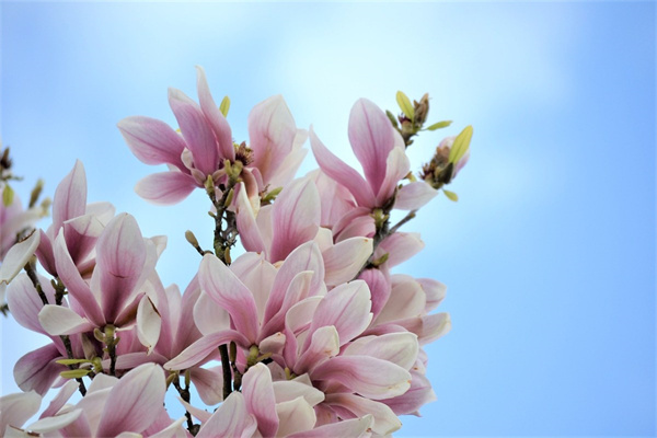 花卉植物線稿(花卉植物線描畫)
