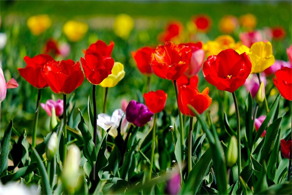 草原有什么花(草原什么花是什么歌)