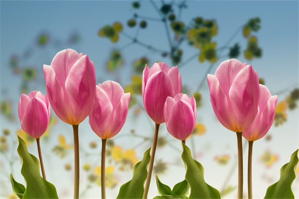 什么花在室內(nèi)養(yǎng)有毒(什么花在屋里有毒)