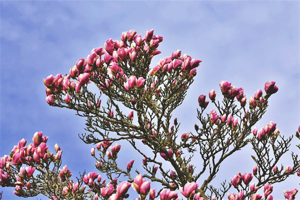 掃墓獻(xiàn)什么花(掃墓鮮花哪里買)
