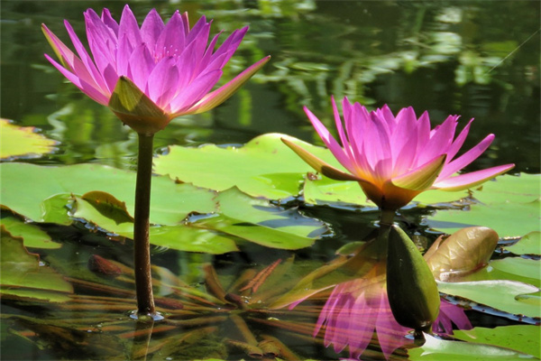 靜海鮮花(靜海鮮花店發(fā)財(cái)樹)