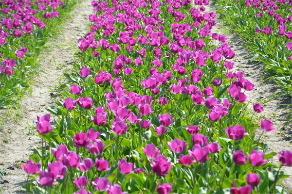 鮮花國際快遞(鮮花快遞公司)