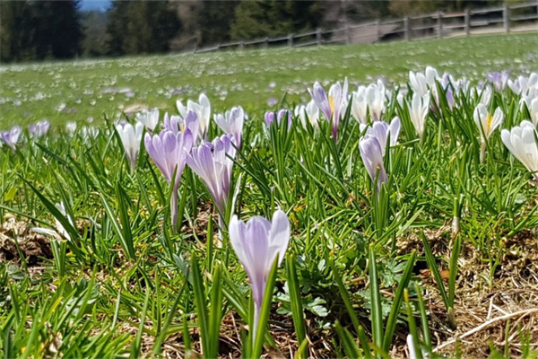 喬遷送什么花寓意好(喬遷送什么花寓意好風水)