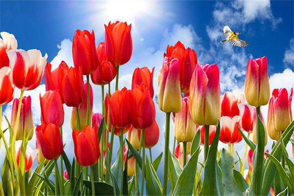 歡迎老公回家送什么花(歡迎老公回家的溫馨標語)