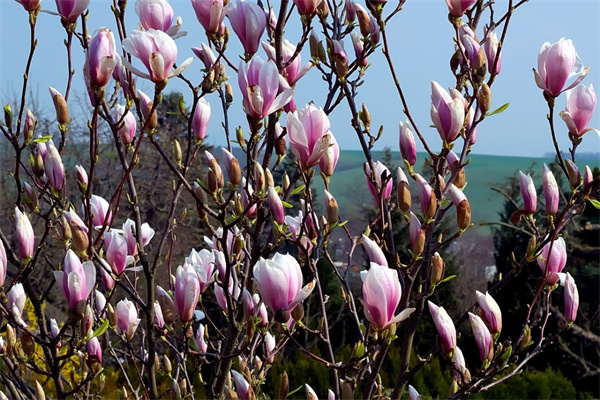 畢業(yè)應(yīng)送什么花(畢業(yè)該送什么花好)