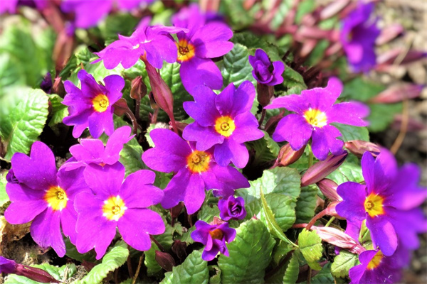 送男朋友什么花比較好(送男朋友什么花比較好生日)