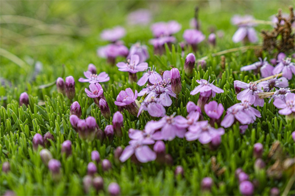 冬月什么花開放(冬月是什么花語)