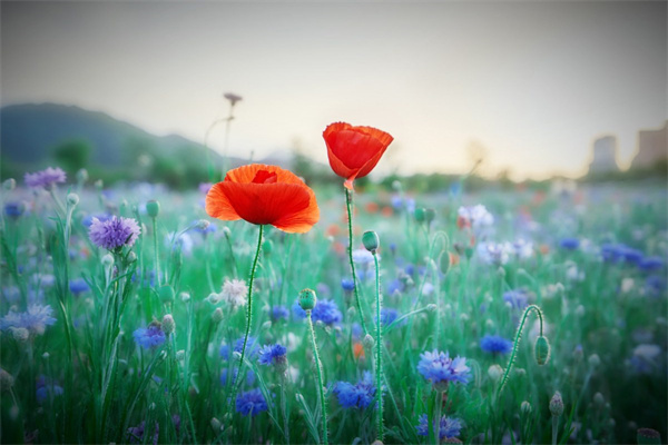 中國鮮花交易網(wǎng)(中國鮮花商城)