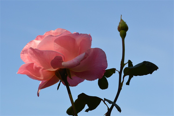 秋天有什么花會(huì)開(kāi)花(秋天里有什么花會(huì)開(kāi))