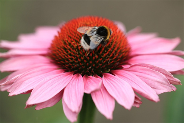 新家客廳放什么植物比較好(新家客廳放什么花好)