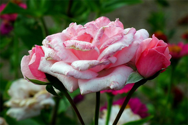 感謝朋友應該送什么花(感謝朋友應該送什么花呢)