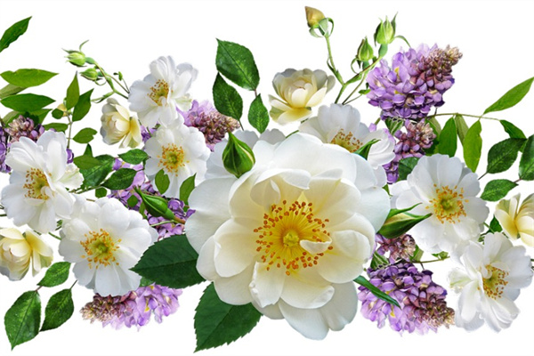 兒子送父親什么花(父親送兒子送什么花)