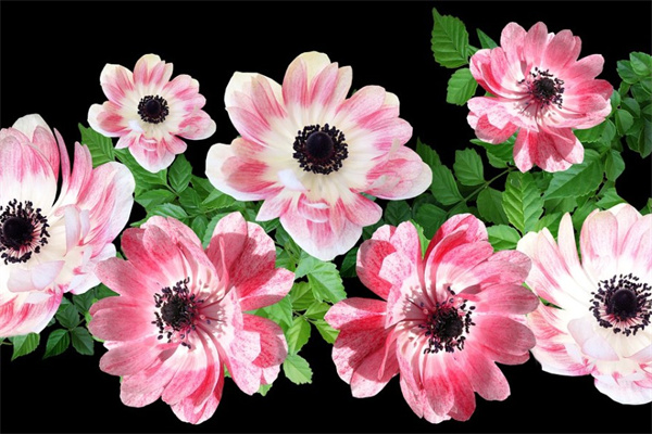 冬蟲夏草的花有什么作用(冬蟲夏草的花有什么功效)