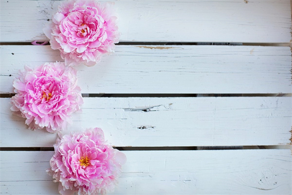 送男領導花(送男領導花束寫什么祝福語)