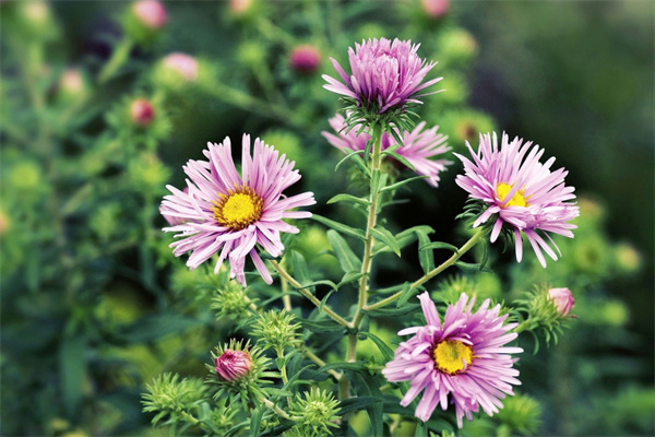 病人送給醫(yī)生花送什么花(病人送給醫(yī)生花送什么花束)