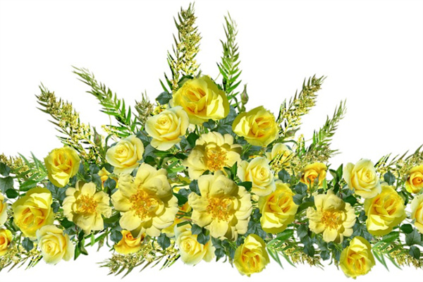 向日葵開花時間是幾點(觀賞向日葵花期簡介)