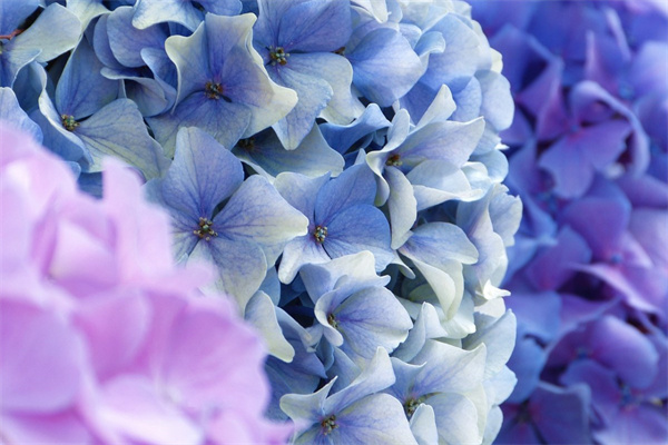 玫瑰花相關(guān)詩句(玫瑰花詩句經(jīng)典名句,李白)