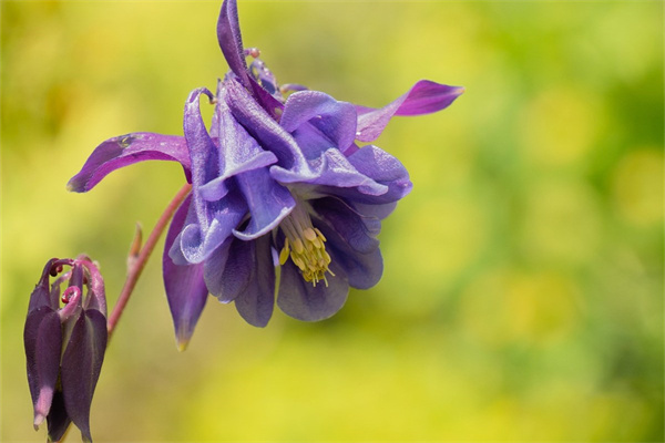 99鮮花(99鮮花網(wǎng))