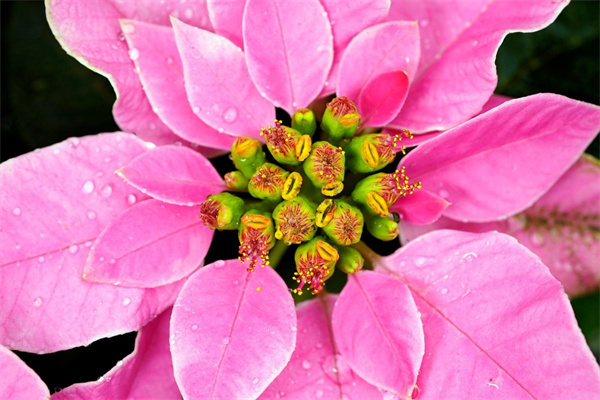 精品鮮花(精品鮮花圖片)