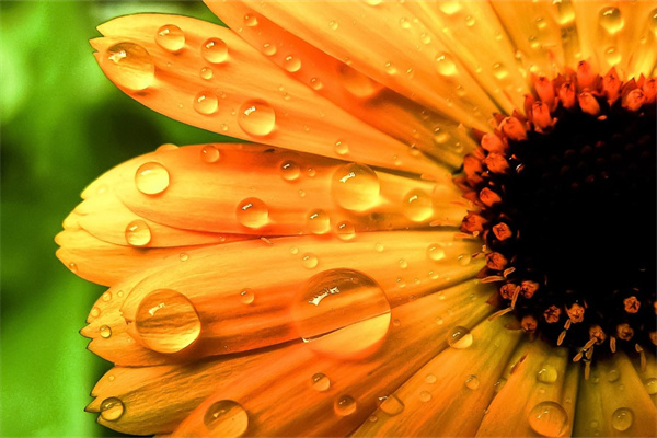 康乃馨鮮花苗(康乃馨的花苗)