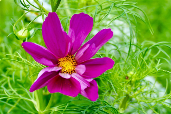 星影多肉怎么養(yǎng)(星影多肉綴化的價(jià)格)