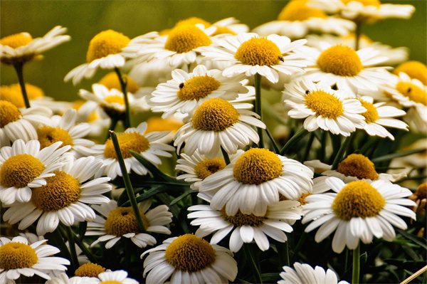 什么花盆適合養(yǎng)多肉(什么花盆適合養(yǎng)多肉植物)