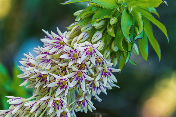 北京最大最便宜綠植批發(fā)市場(北京最大最便宜綠植批發(fā)市場北京839公交車路線)