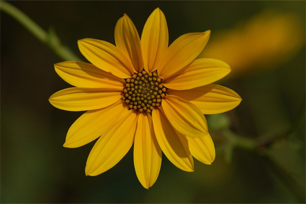 春天哪些花會(huì)開放(春天哪些花會(huì)開放?)