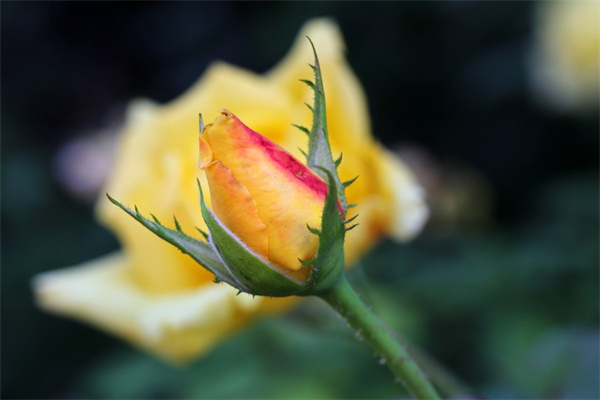 適合室內(nèi)的開花植物(適合室內(nèi)種的開花植物)