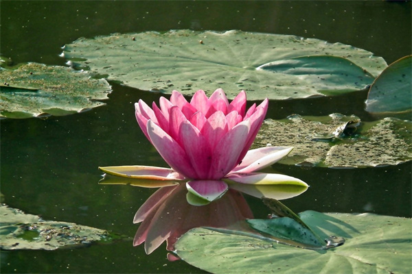 一坨花是什么花(一坨花什么意思)