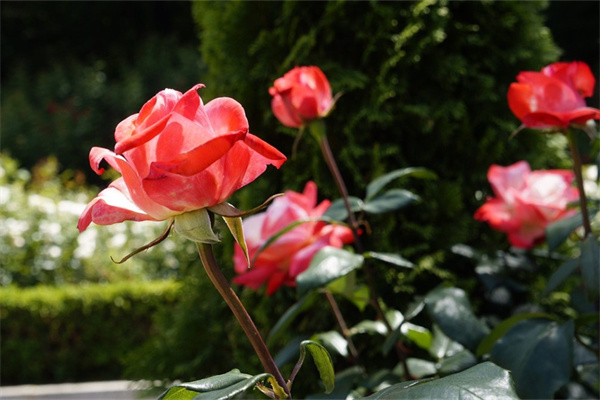 同城花卉盆栽(同城花店app)