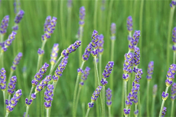 壽縣附近的苗圃花卉哪里有批發(fā)(壽縣花卉批發(fā)市場(chǎng))