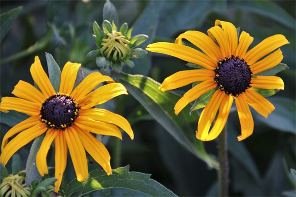 什么什么的花(什么什么的花兒abab式)