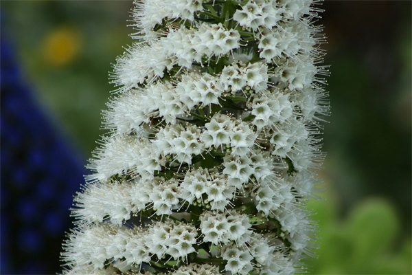 什么花是什么季節(jié)開的(你知道什么花在什么季節(jié)開放嗎)