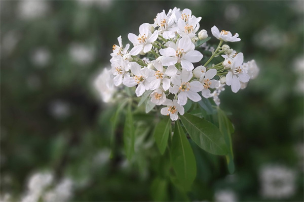 山地玫瑰的養(yǎng)護方法